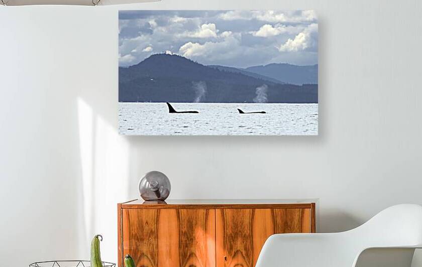 rjg19 bc vancouver island killer whales 021 gigap by Robert Galbraith Photography