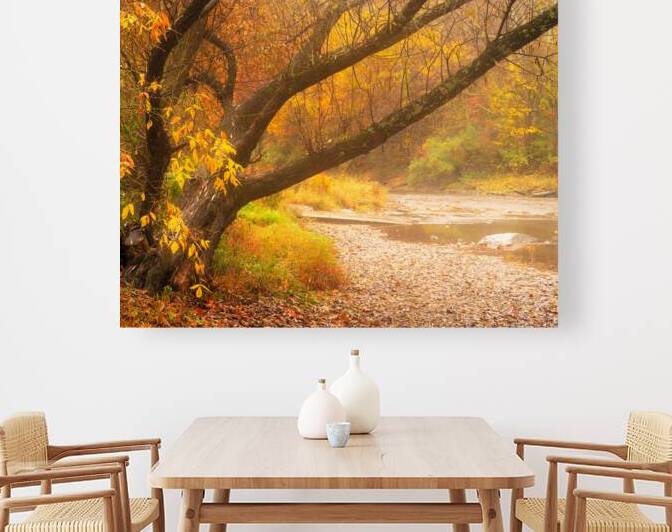 Autumn Trees in the Ford by Jason Fink