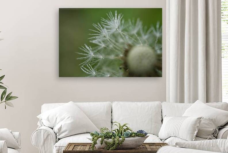 Wet Dandelion Parachutes II by Iris H Richardson