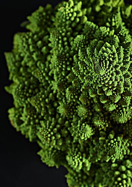 Broccoflower portrait by Kata Endrodi Photography