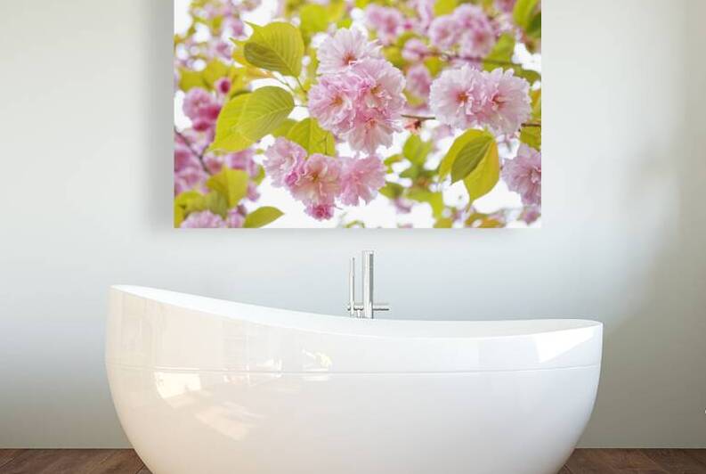 Clusters of Pink Cherry Blossoms by Iris H Richardson