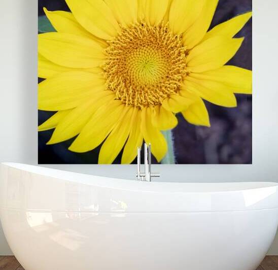 Happy Sunflowers Helianthus X2 1 by Rich Franco