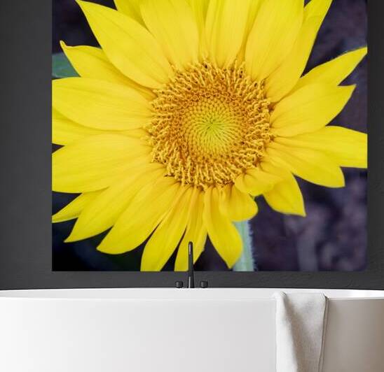 Happy Sunflowers Helianthus X2 2 by Rich Franco