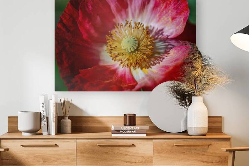 Radiant Dawn: Poppy at Sunrise by Heather Marie Clark