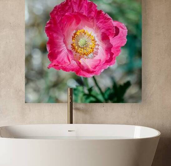 Solitary Beauty: Single Poppy Studies by Heather Marie Clark