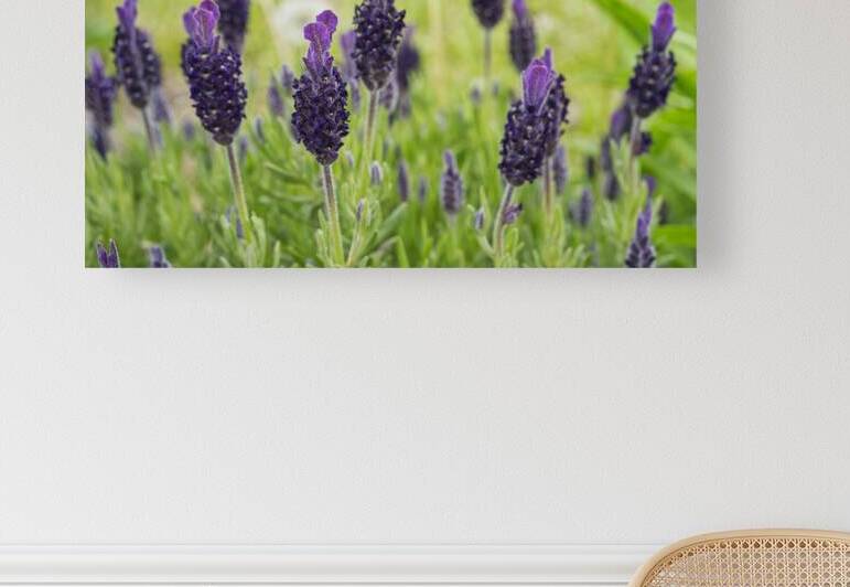 Topped Lavender Flowers 0428 by Iris H Richardson