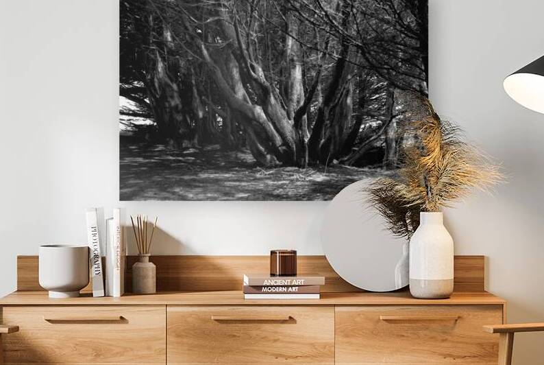 Monteray Cyprus Grove by Frank Wilson