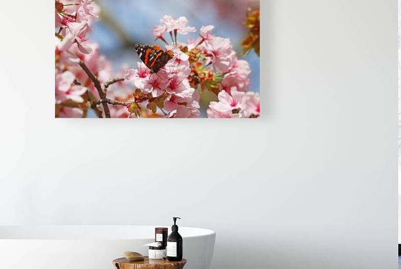 Red Admiral And Cherry Blossoms by Deb Oppermann