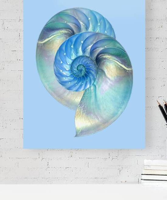 Blue Nautilus Pair by Gill Billington