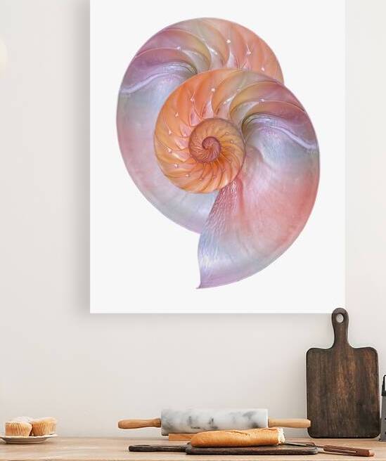 Pink Nautilus Pair On White by Gill Billington