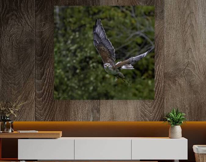 11444 Gyrfalcon Falco  Falco rusticolus by John Gilsenan 