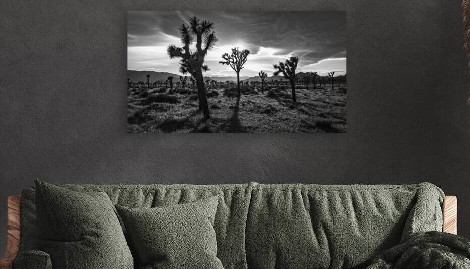 Joshua Trees | Black and White Desert Photo by Dutch Photographer