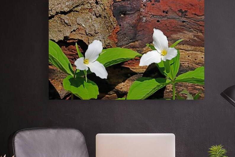 Trillium In The Woods by Deb Oppermann