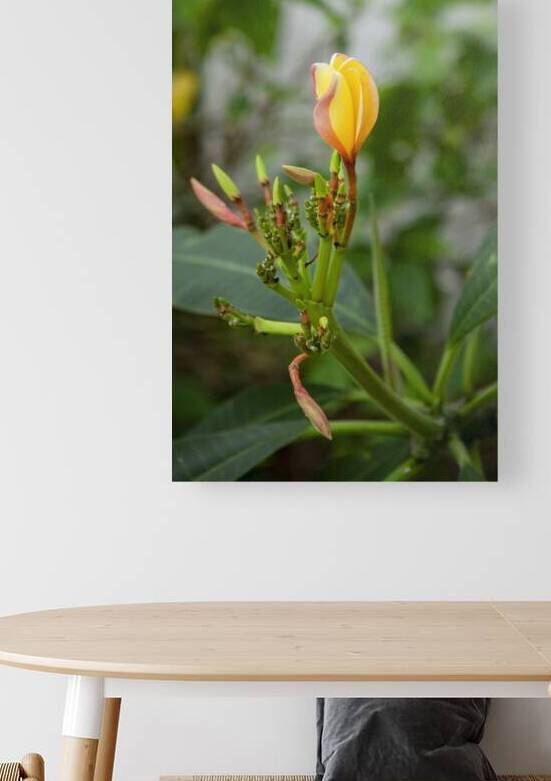 Plumeria Frangipani Hawaiian Flower X2 3 by Rich Franco