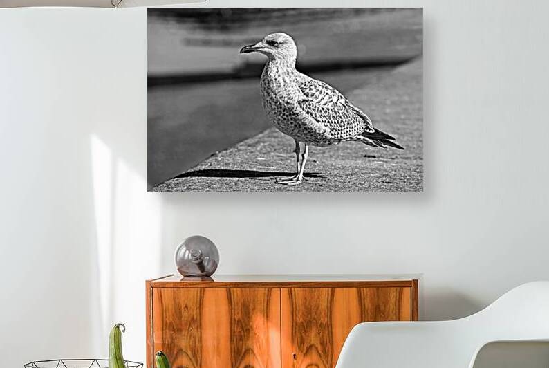 Daydreaming in Black and White by Gill Billington