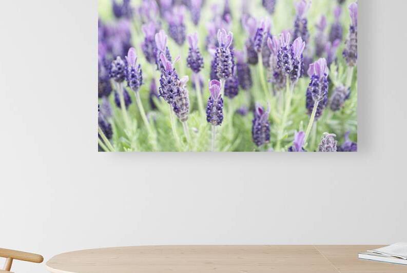 Rabbit Ears Lavender Field by Iris H Richardson