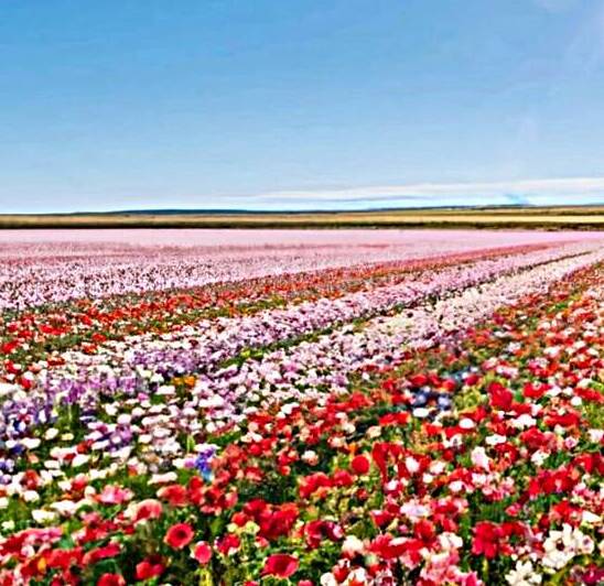 Un champ danemones by HENNI GHARBI