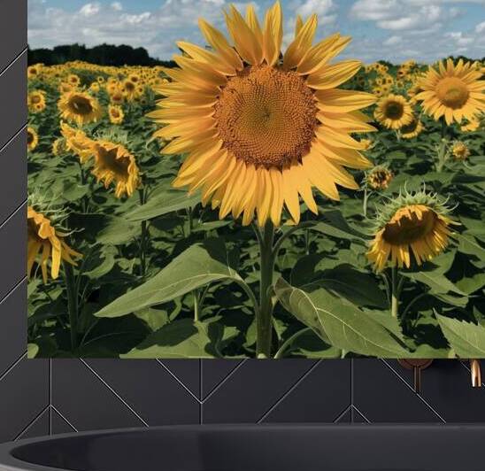 Summers Splendor: Sunflower Fields in Full Bloom by ANGELIC