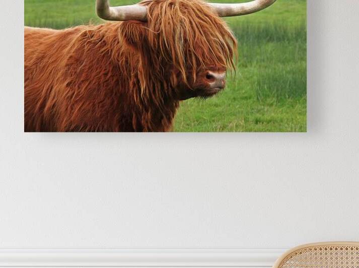 Bad Hair Day - Highland Cow by Gill Billington