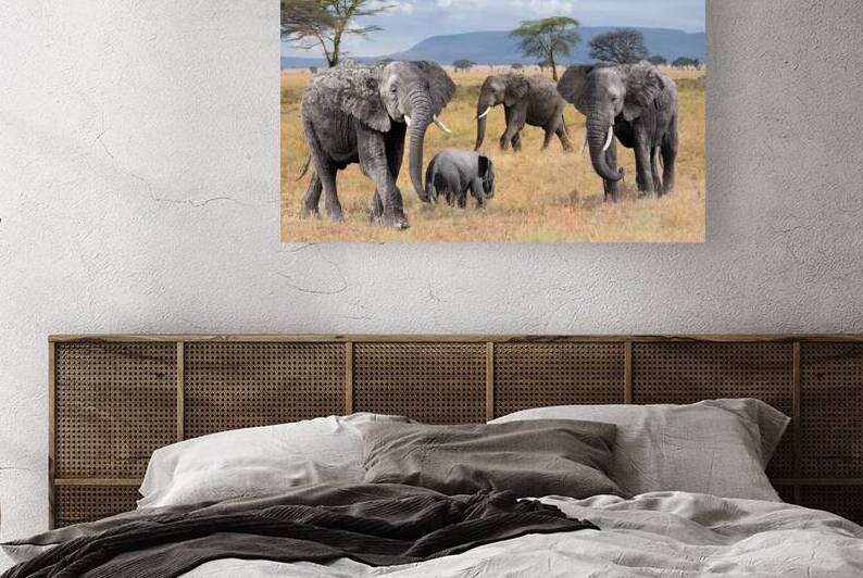 Elephant Family Wild and Free by Gill Billington