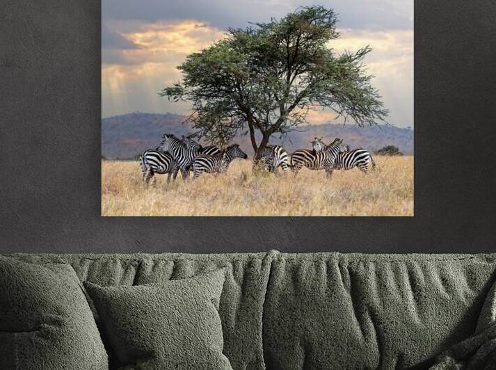 Zebra Under Tree in Africa by Gill Billington
