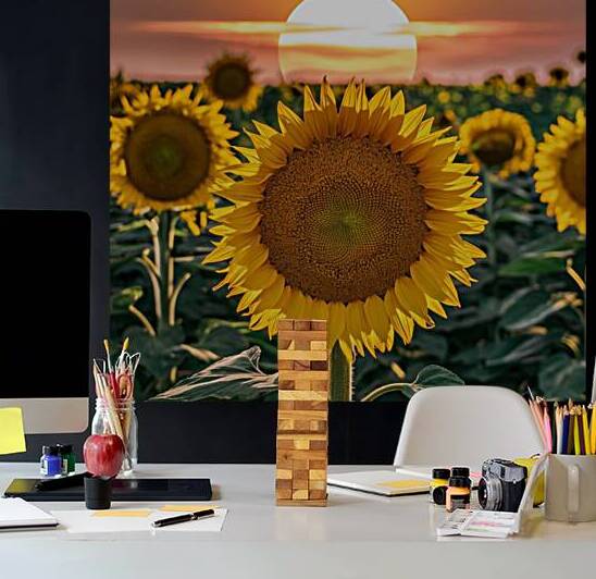 sunflower with sunrise by omar hassan