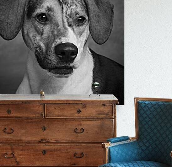 Close-up of mixed breed dog 208404 by Panoramic Images