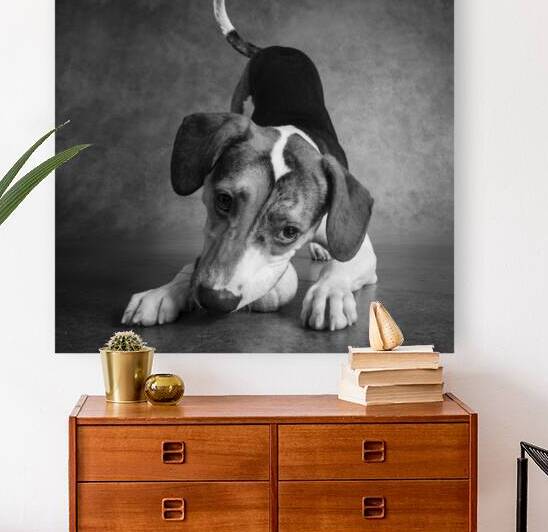 Studio shot of mixed breed dog playing with tennis ball 208420 by Panoramic Images
