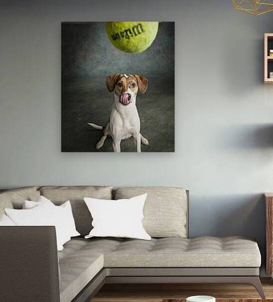 Studio shot of mixed breed dog playing with tennis ball 208415 by Panoramic Images