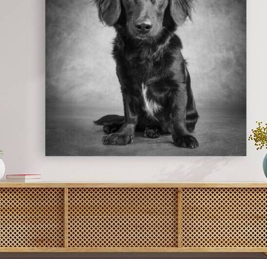 Studio portrait of mixed breed dog 208725 by Panoramic Images