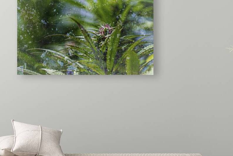 Nuken with purple pistils & texture overlay by Heather Marie Clark