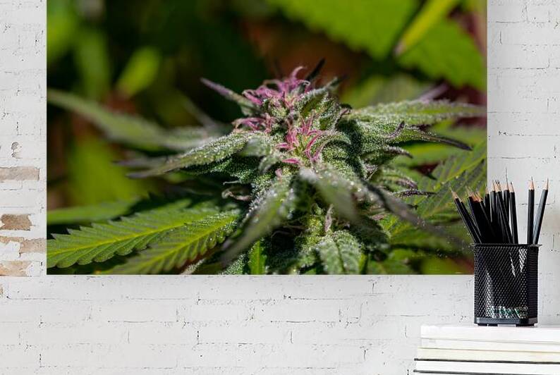 Glittering Cannabis by Heather Marie Clark