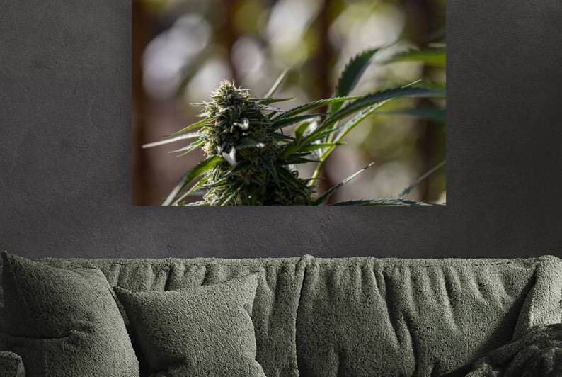 Tilted Cola by Heather Marie Clark