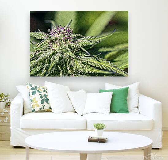 Purple Pistils on Nuken: growing outdoors by Heather Marie Clark