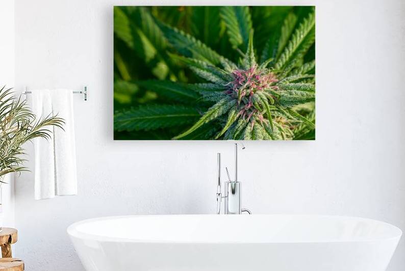 Morning Dew on Marijuana  by Heather Marie Clark