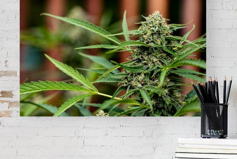 BC outdoor bud by Heather Marie Clark