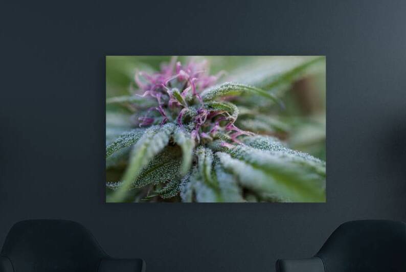 Semi-abstract Flowering Cannabis Plant by Heather Marie Clark