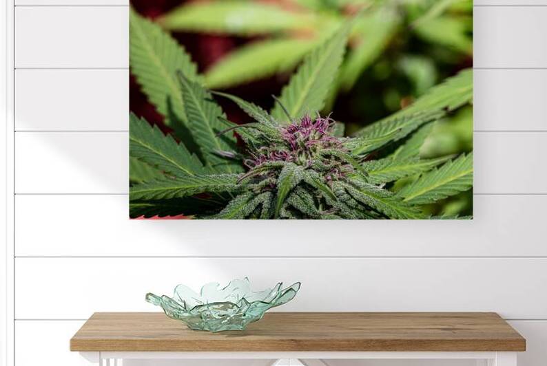 Vibrant Purple Nuken by Heather Marie Clark