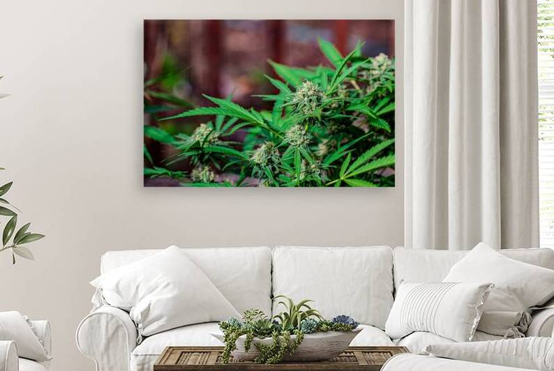 Happy little Cannabis garden by Heather Marie Clark