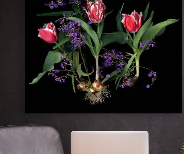 3 Tulips  by Jane Baron