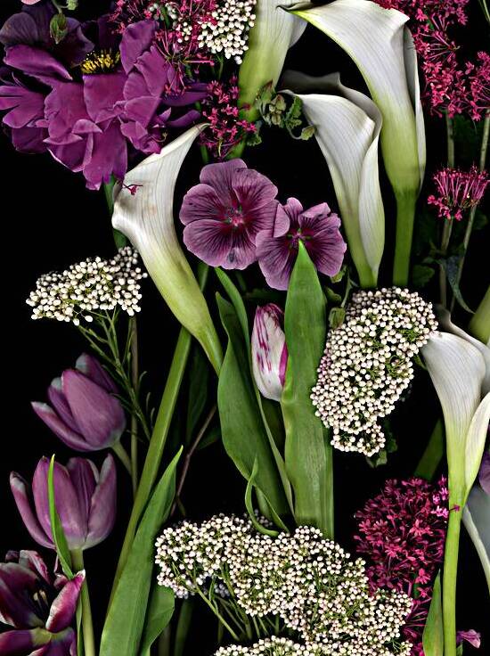 Callas and Tulips   by Jane Baron