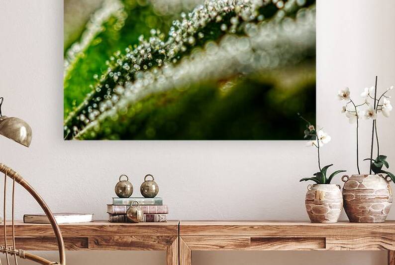 Close-up of Trichomes on Cannabis by Heather Marie Clark