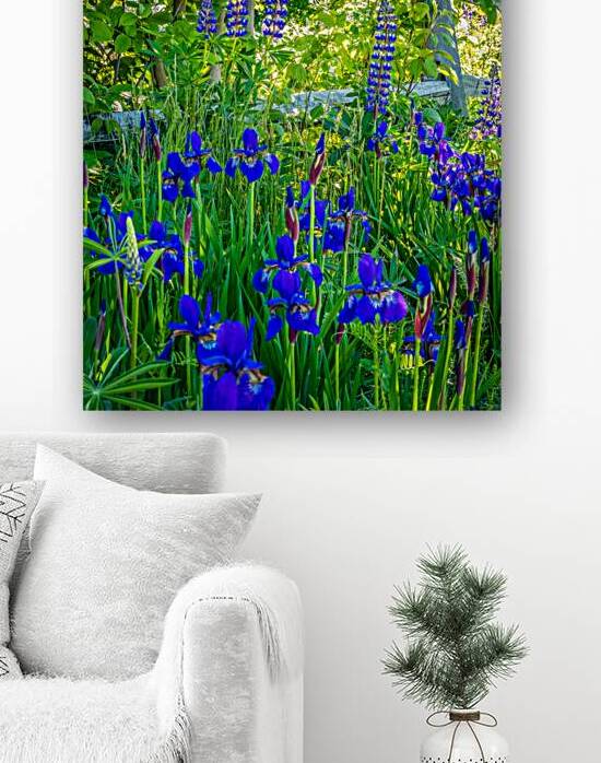 Shades of Blue: Irises and Lupins in Full Bloom by Jeff Folger
