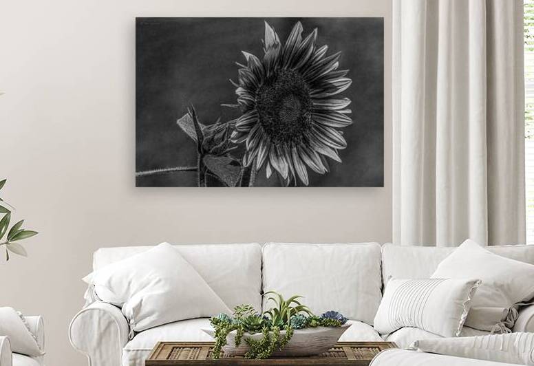 11010 Sunflower Next Door by John Gilsenan 