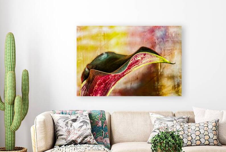 Black Calla Lilly  by Heather Marie Clark