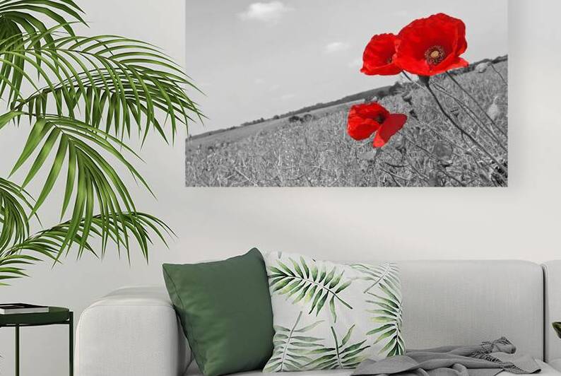 Poppy Fields 2 Black and White by Gill Billington