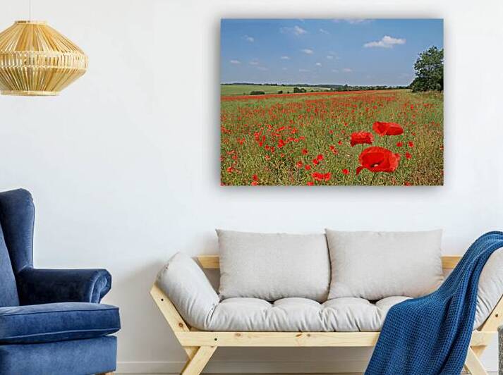 Poppy Fields 1 by Gill Billington