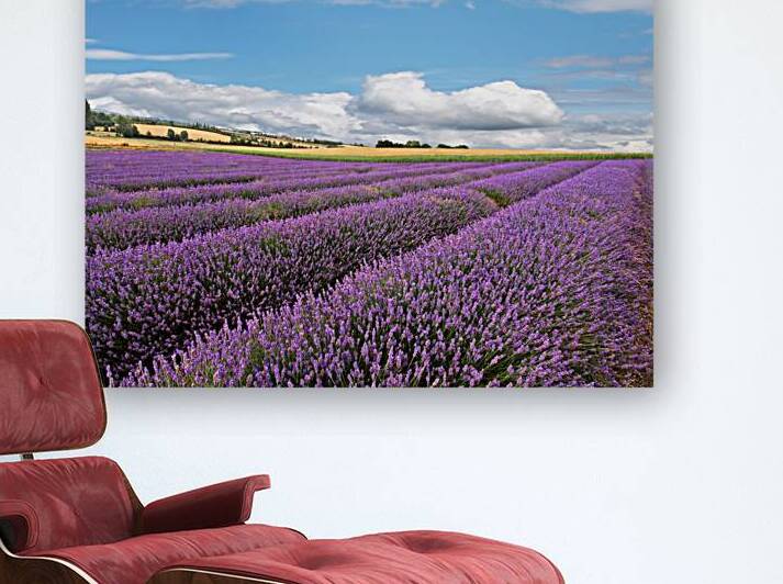 Lavender Field With Blue Sky by Gill Billington