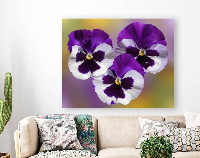 Purple Pansy Sunny Faces  by Gill Billington