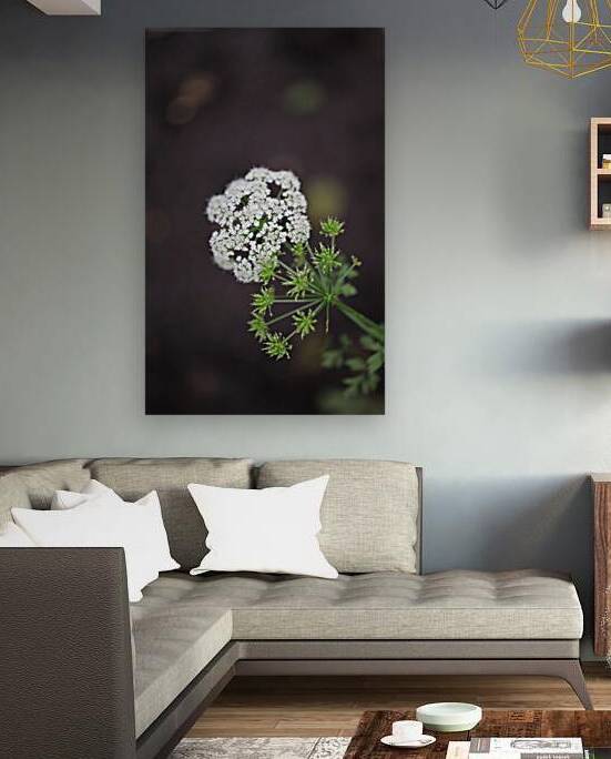 Fleur blanche by Laetitia Servant